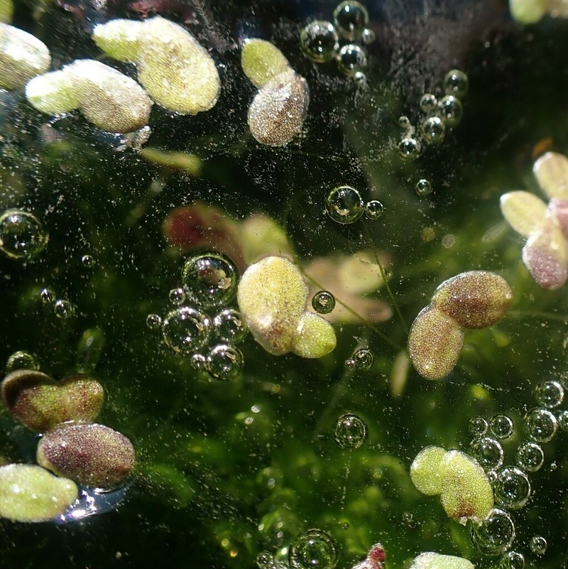 Little Duckweed photo 6