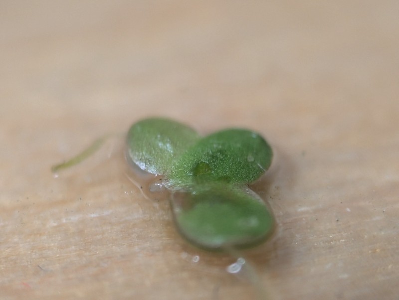 Little Duckweed photo 7