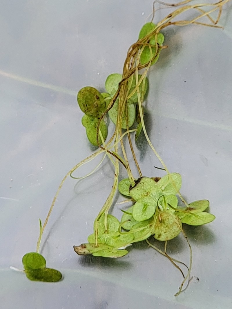 Little Duckweed photo 8