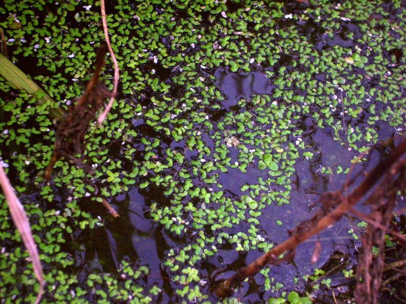 Minute Duckweed photo 2