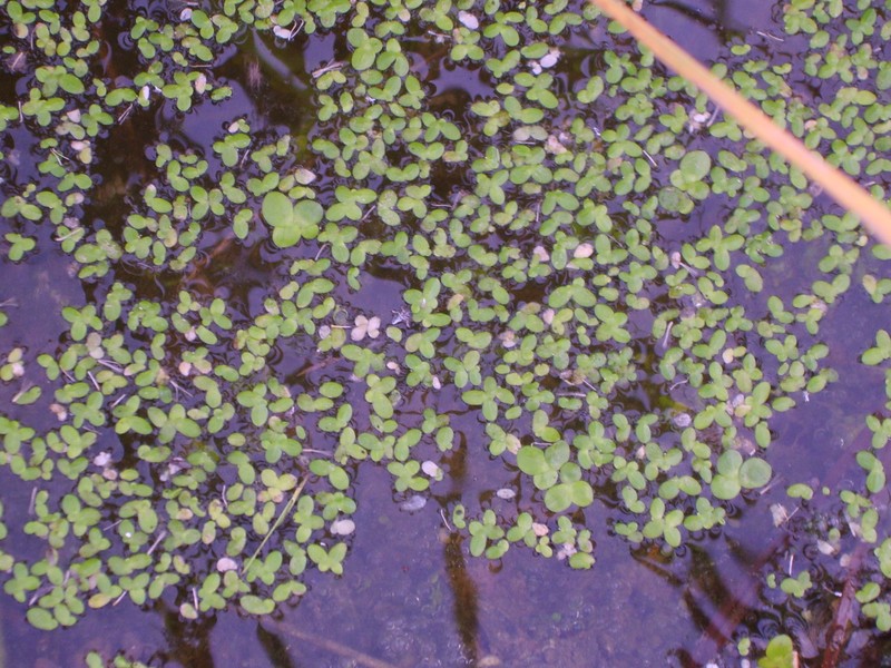 Minute Duckweed photo 5