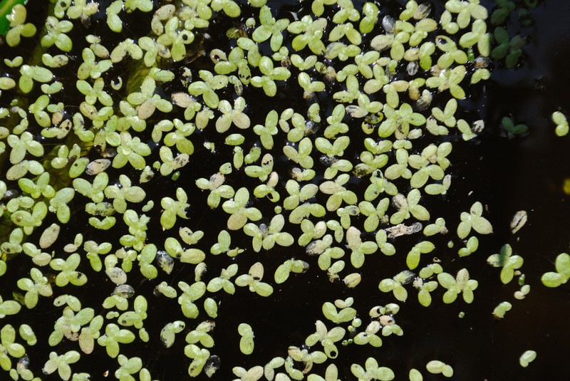 Minute Duckweed