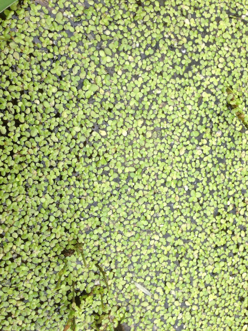 Minute Duckweed photo 2