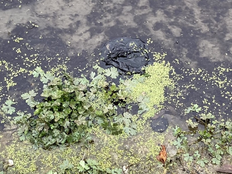 Minute Duckweed photo 3