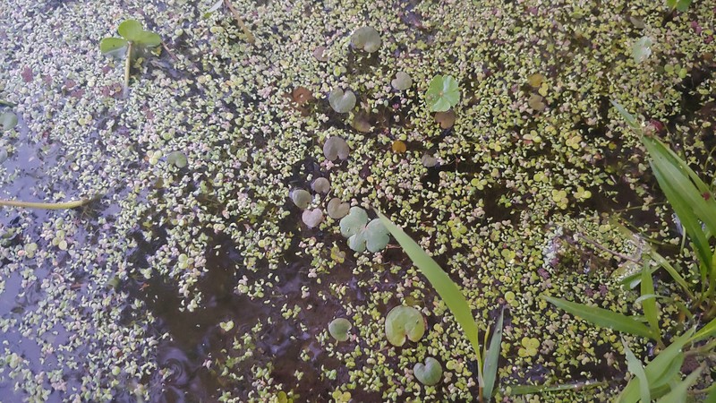 Minute Duckweed photo 6