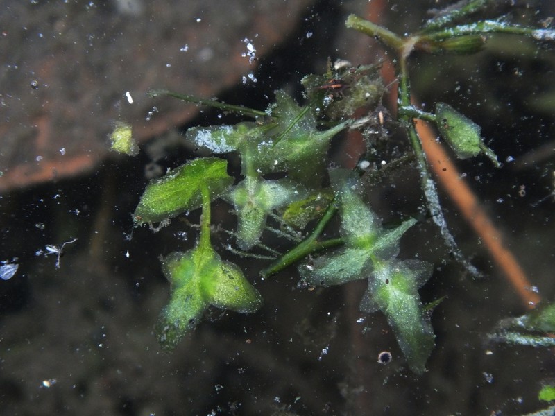 Star Duckweed