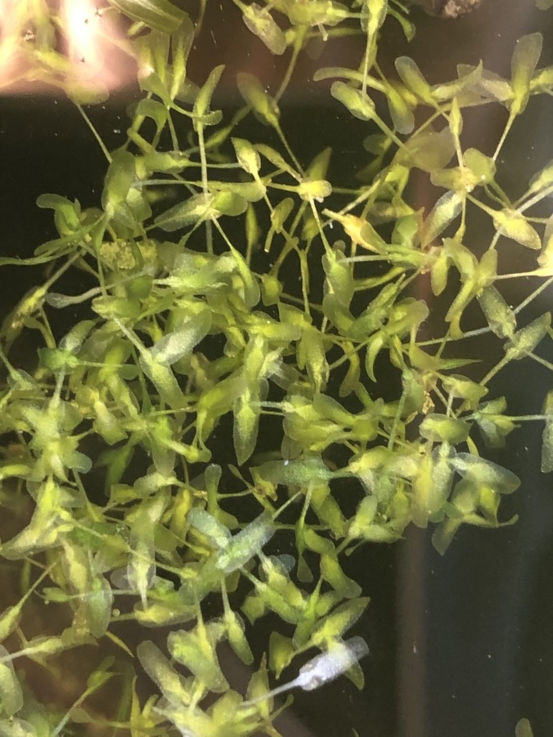 Star Duckweed photo 2