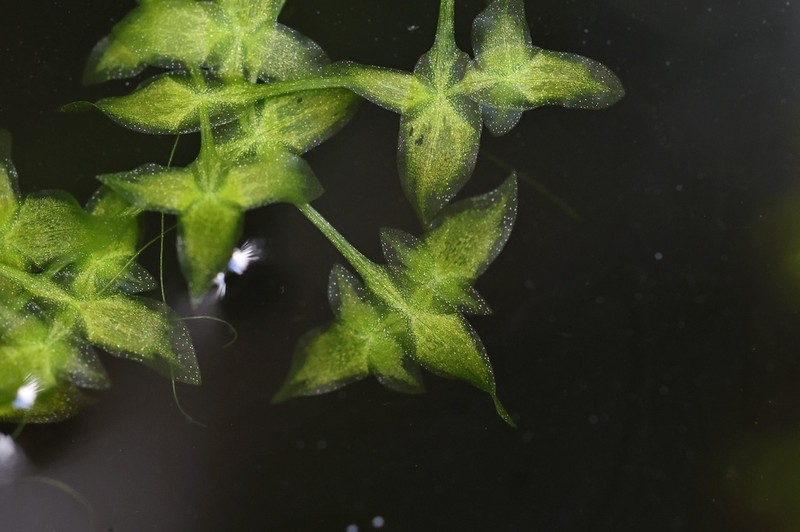 Star Duckweed photo 3