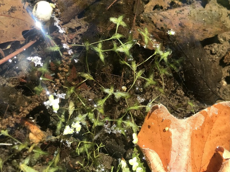 Star Duckweed photo 4