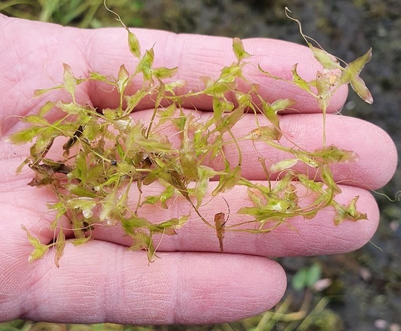 Star Duckweed photo 5
