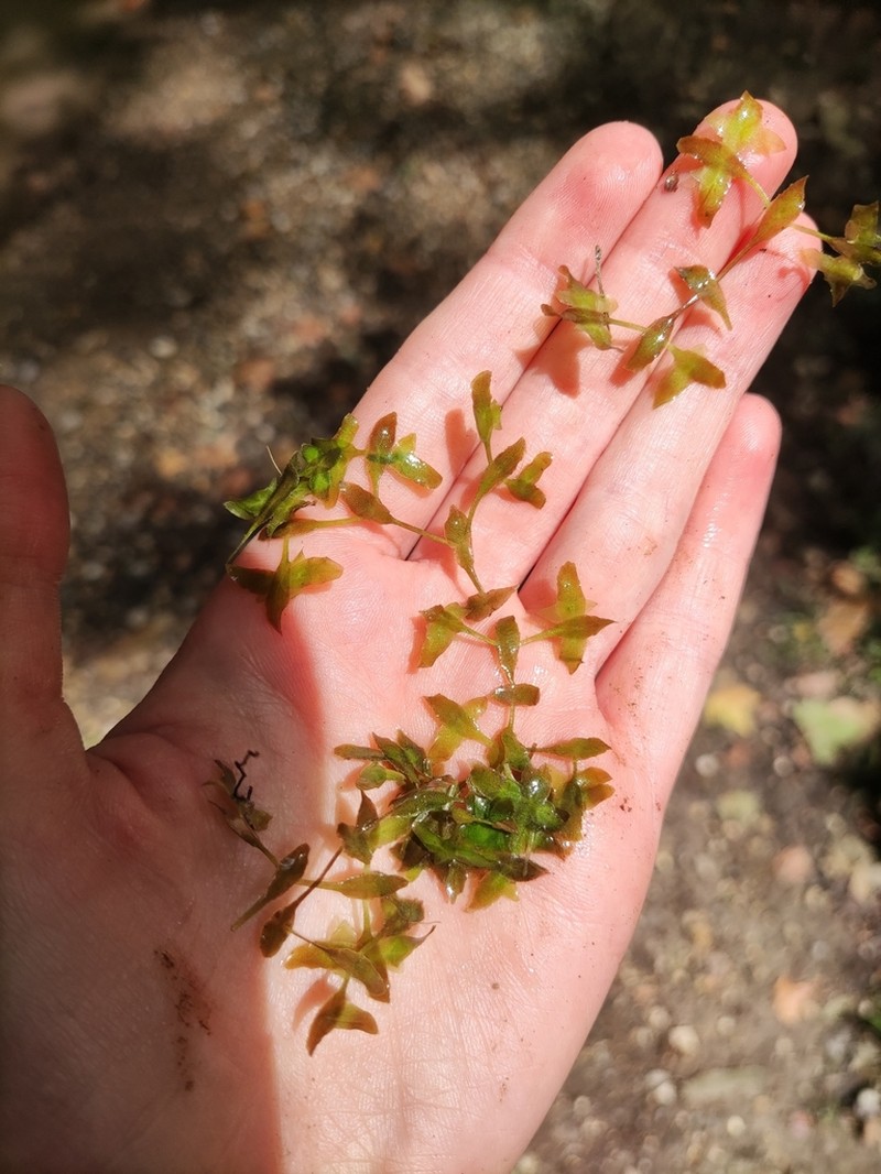Star Duckweed photo 7