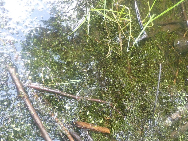 Star Duckweed photo 8