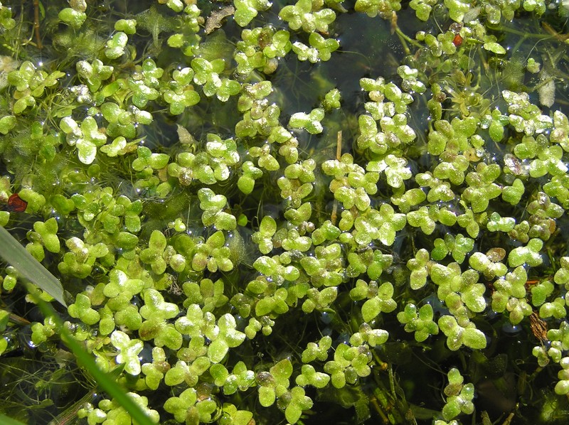 Turion Duckweed