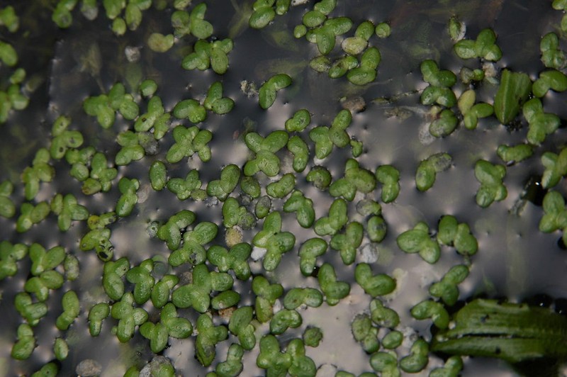 Turion Duckweed