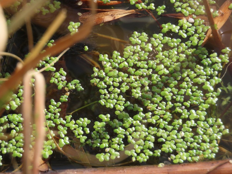 Turion Duckweed photo 2