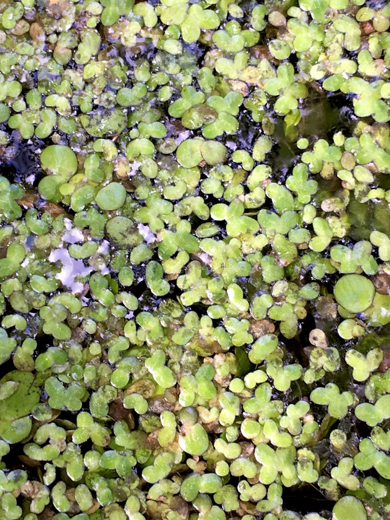 Turion Duckweed photo 3