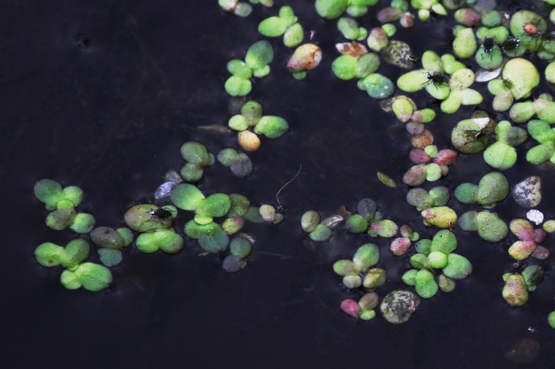 Turion Duckweed photo 4