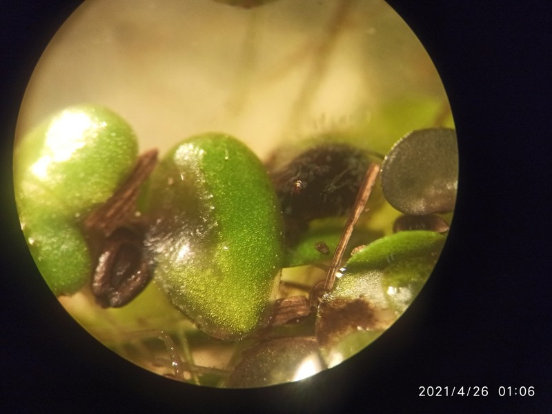 Turion Duckweed photo 5