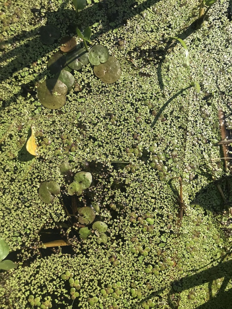 Turion Duckweed photo 6