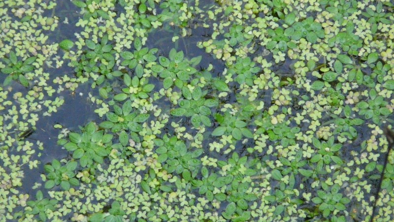Turion Duckweed photo 7
