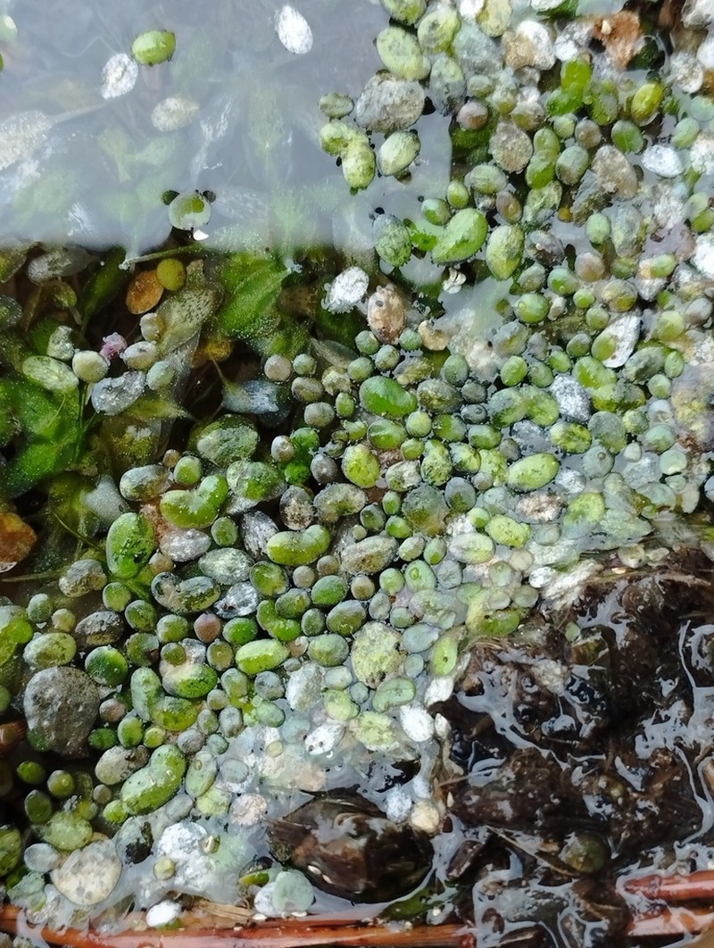 Turion Duckweed photo 8