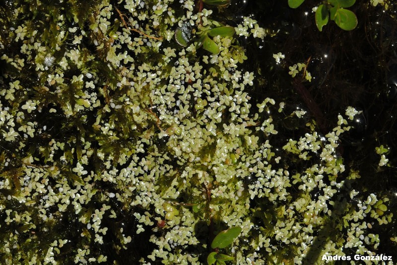 Valdivia Duckweed photo 4