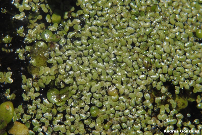 Valdivia Duckweed photo 6