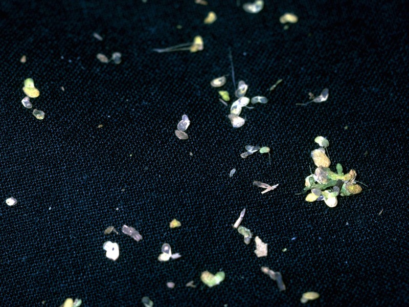 Valdivia Duckweed photo 3