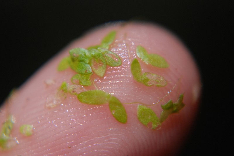 Valdivia Duckweed