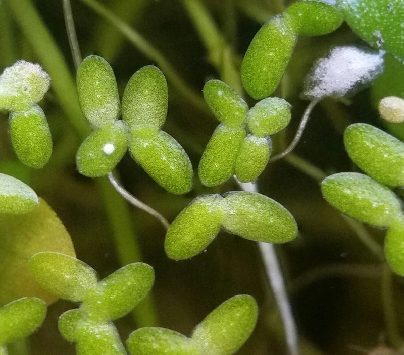 Valdivia Duckweed photo 2