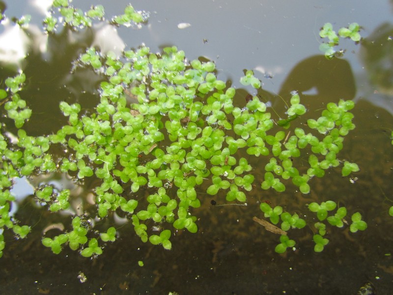 Valdivia Duckweed photo 3