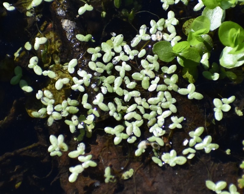 Valdivia Duckweed photo 4
