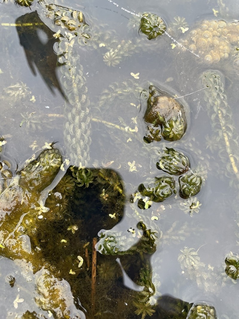 Valdivia Duckweed photo 5