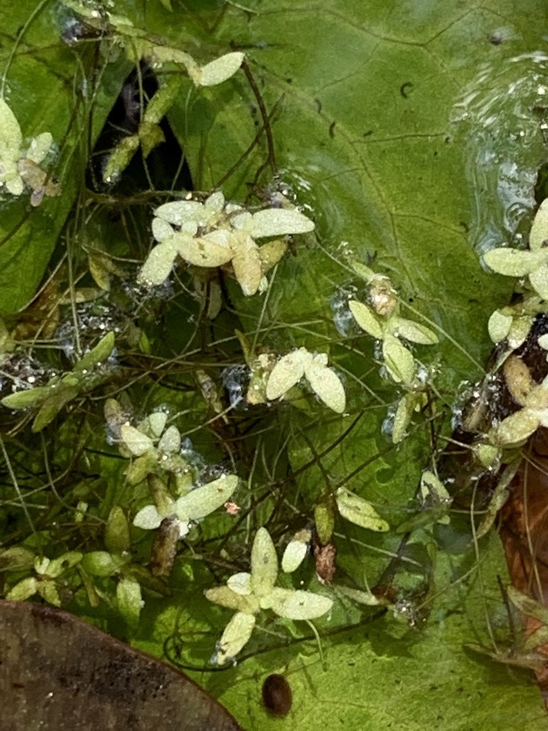 Valdivia Duckweed photo 6