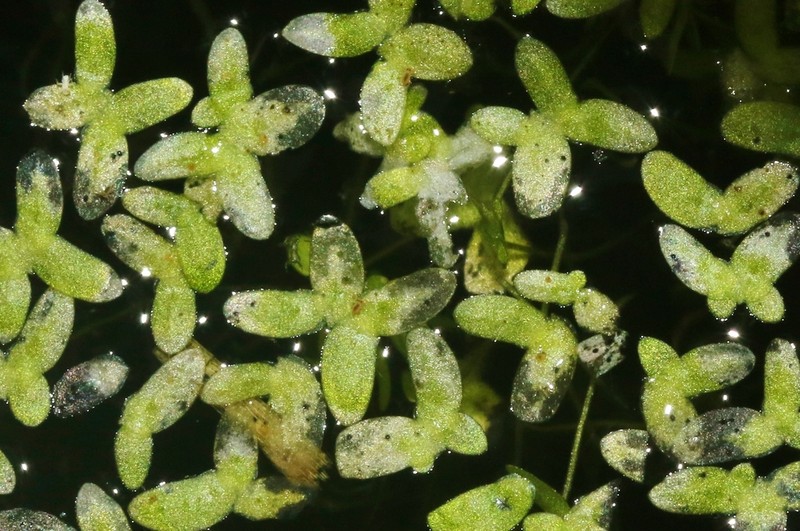 Valdivia Duckweed photo 7
