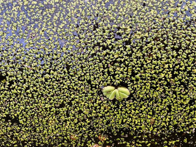 Valdivia Duckweed photo 8