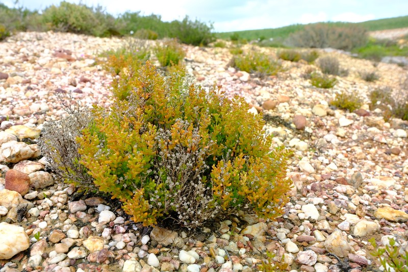 Lemonanthemum zygophylloides