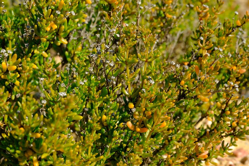 Lemonanthemum zygophylloides photo 2