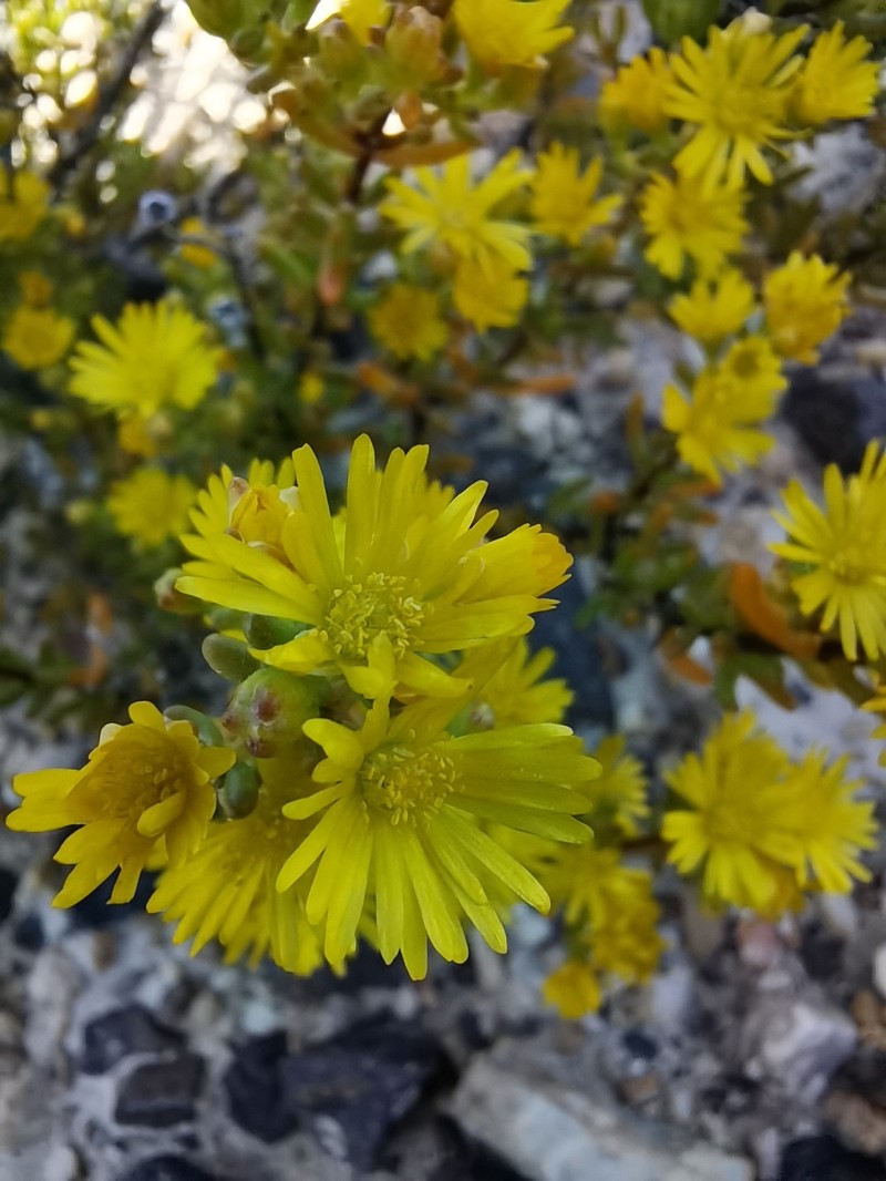 Lemonanthemum zygophylloides photo 3