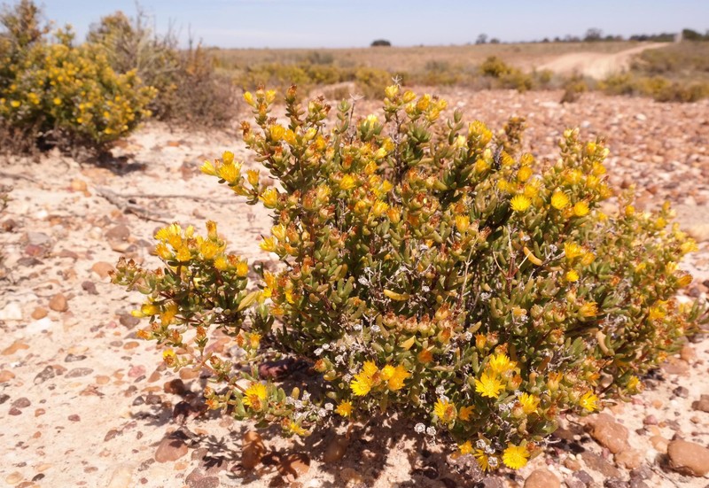 Lemonanthemum zygophylloides photo 4