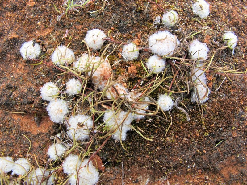 Lemooria burkittii