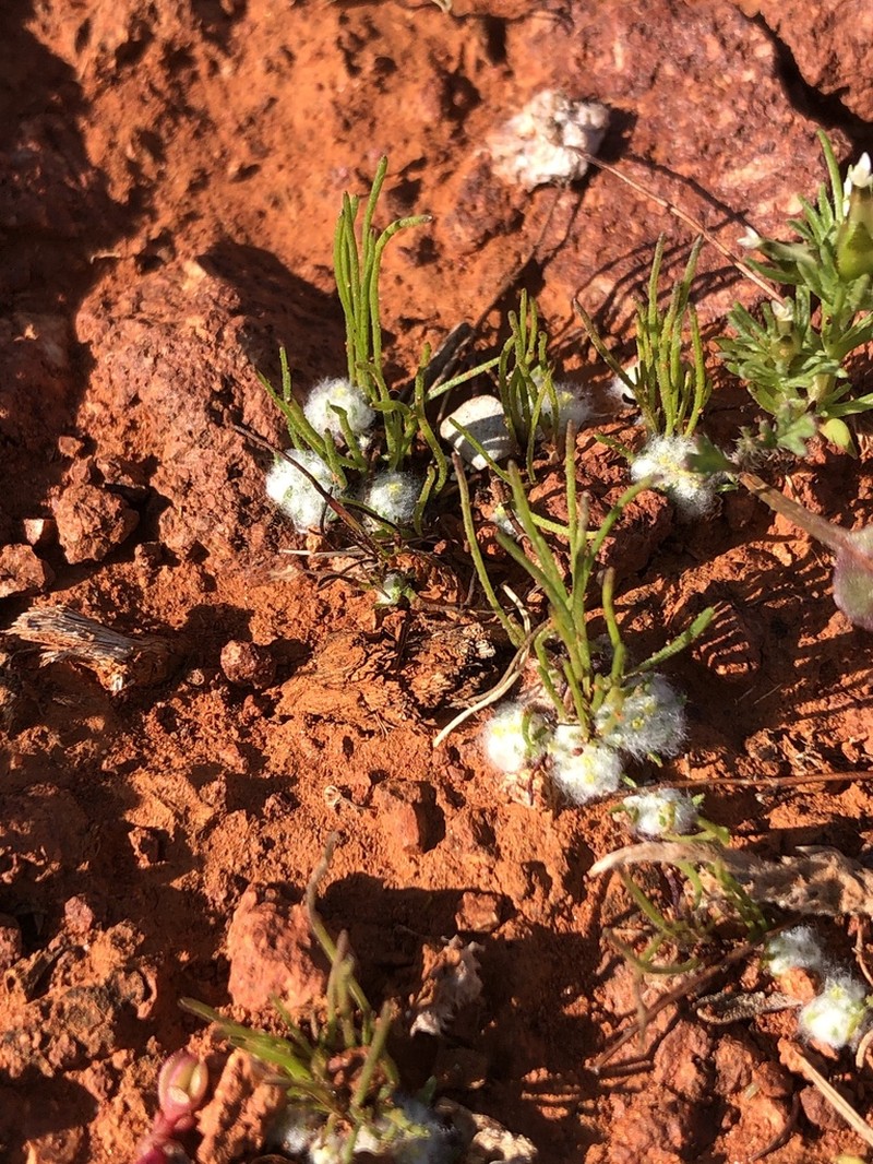 Lemooria burkittii photo 2