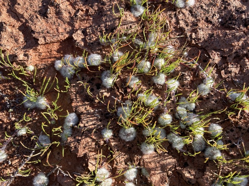 Lemooria burkittii photo 3