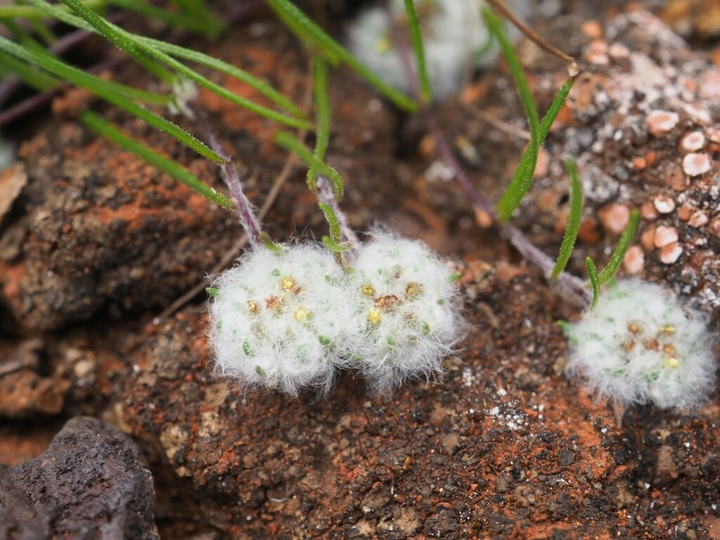 Lemooria burkittii photo 4