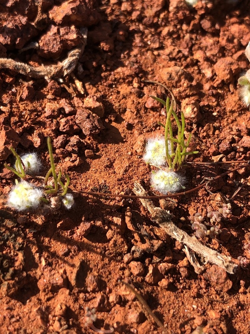 Lemooria burkittii photo 5