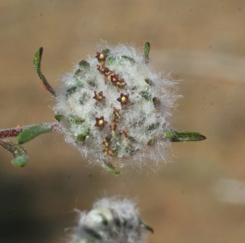 Lemooria burkittii photo 6