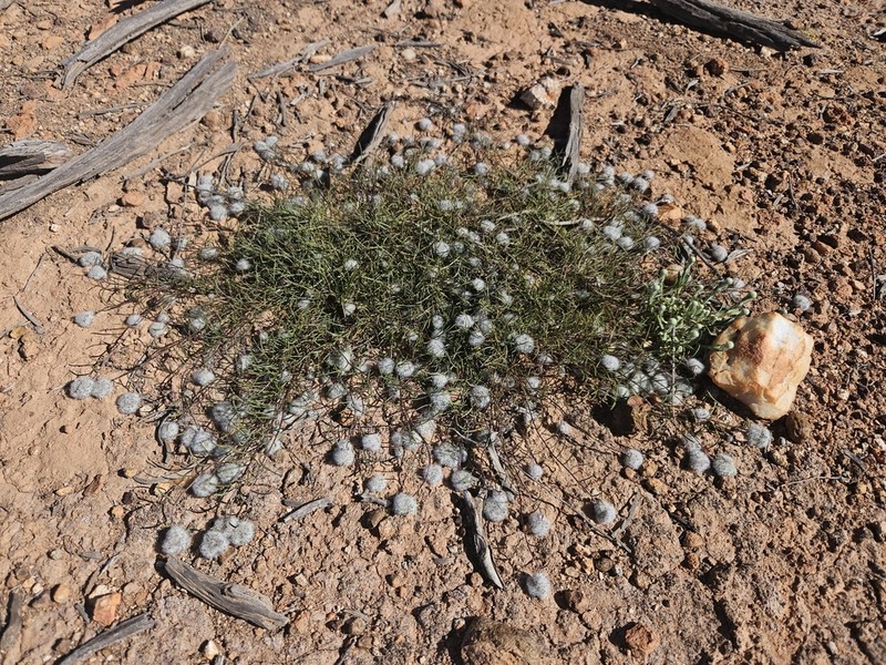 Lemooria burkittii photo 8