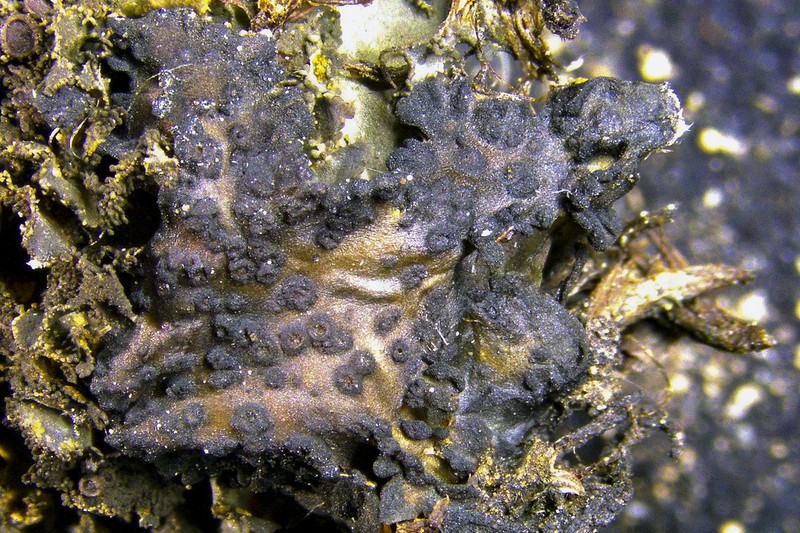 Chalaz's Lempholemma Lichen