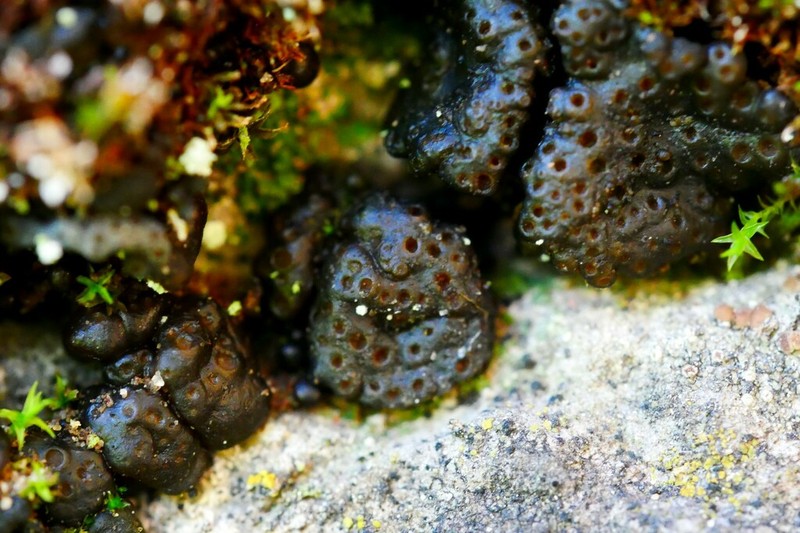Chalaz's Lempholemma Lichen photo 2