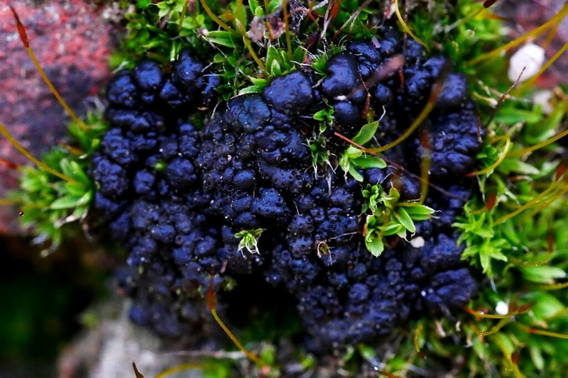 Chalaz's Lempholemma Lichen photo 3